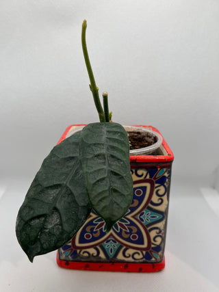 Hoya villosa Cao Dang - Very Rare