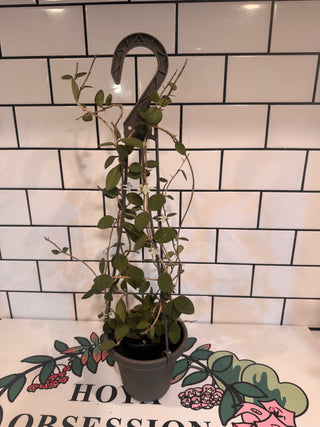 Hoya nummularioides