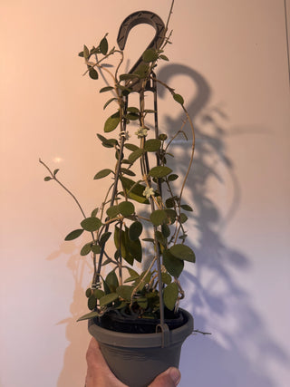Hoya nummularioides