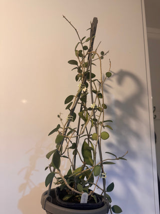 Hoya nummularioides