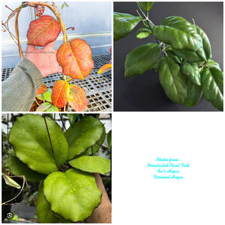 Hoya sp. AH-556 (Seeds 002) Very Rare Cutting no 2