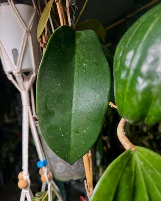Hoya monetteae - Extremely Rare Hoya