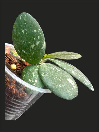 Hoya VL9, Very rare