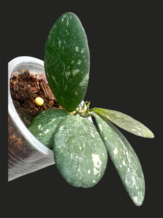 Hoya VL9, Very rare