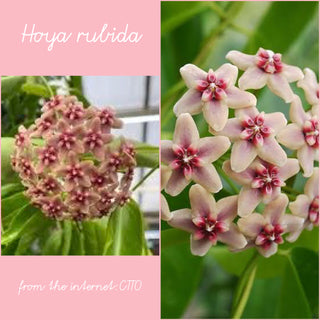 Hoya rubida, Rare