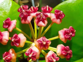 Hoya lucardenasiana