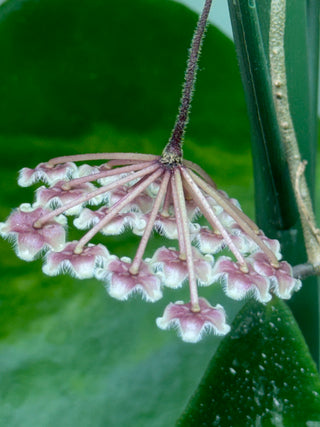 Hoya phuwaensis