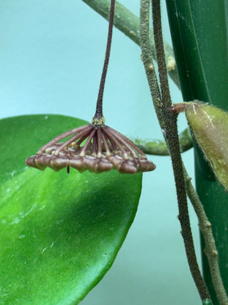 Hoya phuwaensis