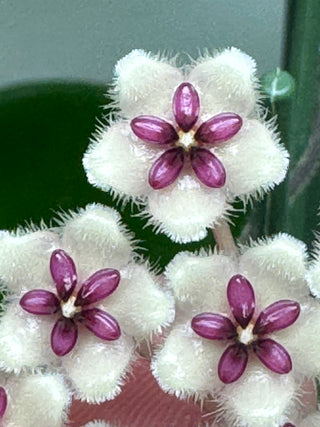 Hoya phuwaensis