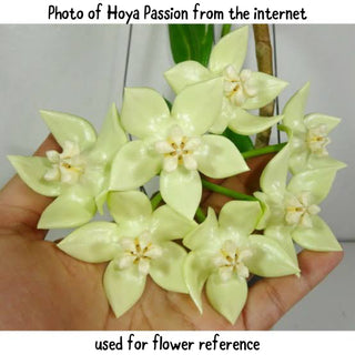 Hoya imperialis (Yellow)