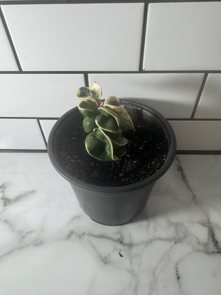 Hoya compacta 'Regalis' in 15cm pot