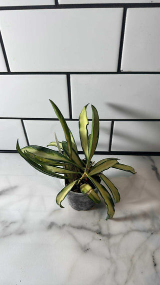 Hoya wayetii/kentiana (Variegated)