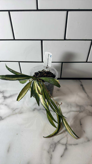 Hoya wayetii/kentiana (Variegated)