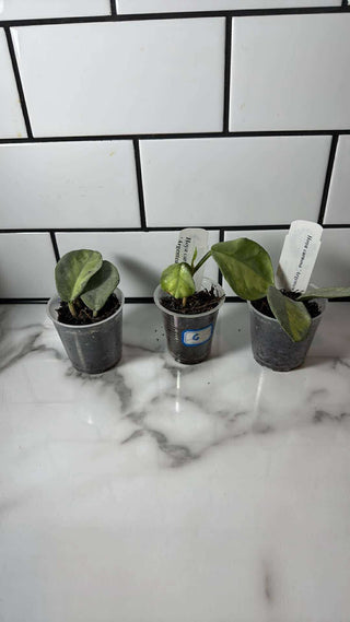 Hoya carnosa ‘Argentea Princess’