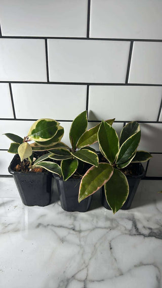 Hoya carnosa ‘Krimson Queen’