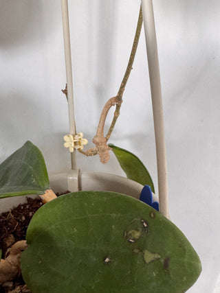 Hoya hanhiae Soft Pin