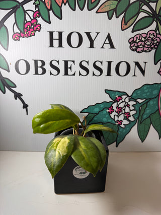 Hoya incrassata ‘Moonshadow’