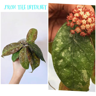 Hoya sp. Chicken Farm - Rare