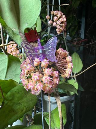 Bundle # 2 - Philippine Hoyas - Rare Hoyas