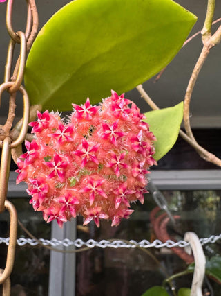 Bundle # 2 - Philippine Hoyas - Rare Hoyas