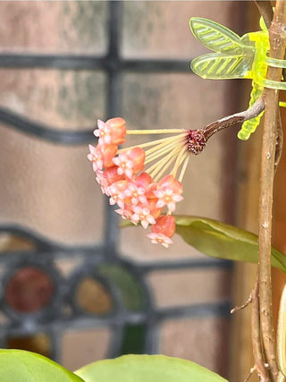 Bundle # 2 - Philippine Hoyas - Rare Hoyas