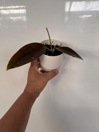 Hoya AH ‘Black Magic’, Extremely Rare