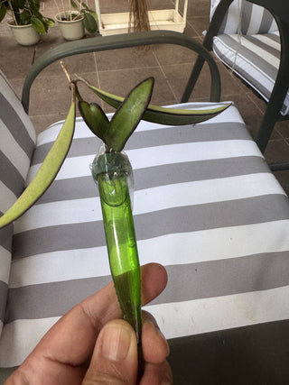 Water-rooted Hoya cuttings