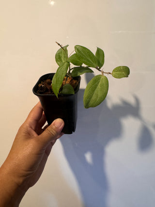 Hoya fitchii- Rooted Cuttings