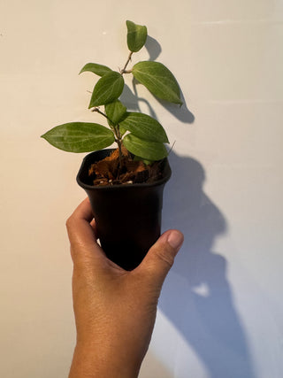 Hoya fitchii- Rooted Cuttings