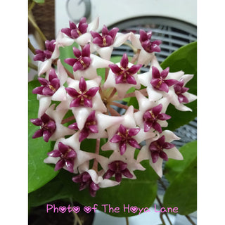 Hoya ‘Patricia’