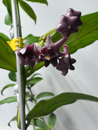 Hoya lobbii (Dark Red)- Fresh Cuttings