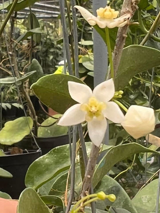 Hoya odorata