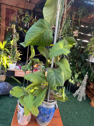 Hoya meredithii - Clone 2 (The Beast)