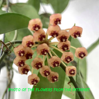 Hoya inconspicua sp. Ambon (cutting)