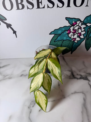 Hoya polyneura (Inner Variegated)
