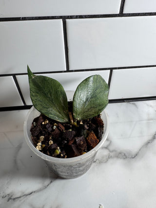 Hoya polyneura (Splashy/Silver)