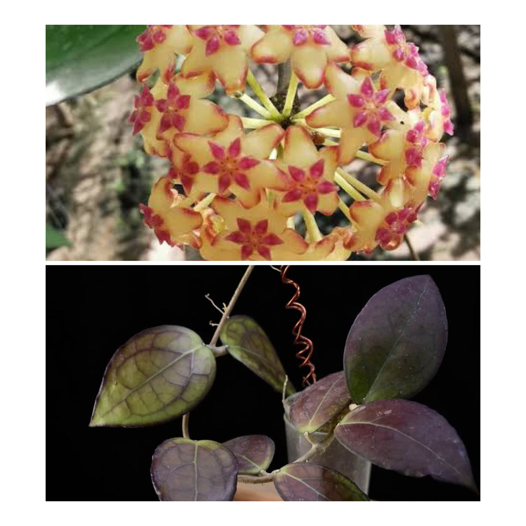 Hoya ‘Puom Siam Ruby’, Extremely Rare – Hoya Obsession NZ