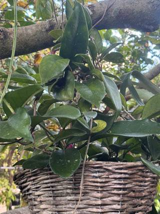 Hoya sp. Ban Ngong Ngoy