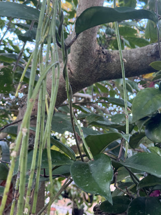 Hoya sp. Ban Ngong Ngoy
