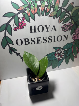 Hoya sp. Ban Ngong Ngoy