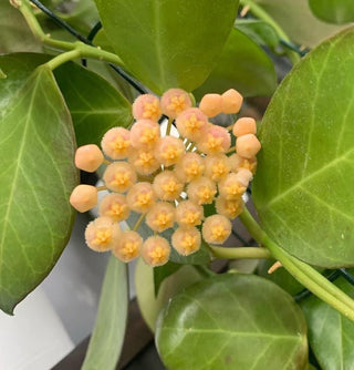 Hoya obscura (Yellow)