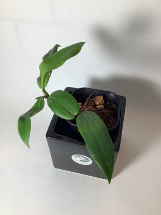 Hoya blashernaezii ssp. siariae (chimeric)