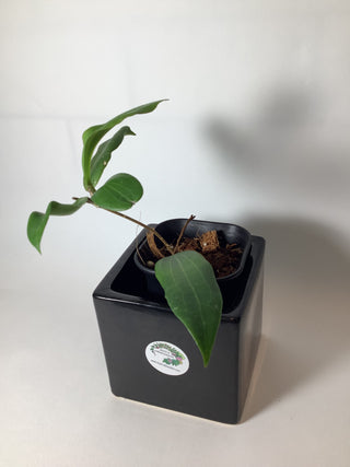 Hoya blashernaezii ssp. siariae (chimeric)