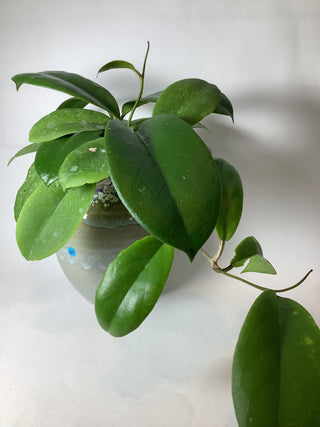 Hoya vitellina,full plant