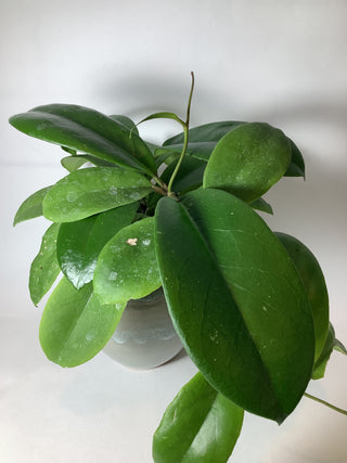 Hoya vitellina,full plant