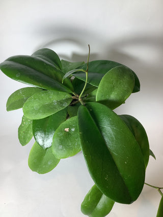 Hoya vitellina,full plant