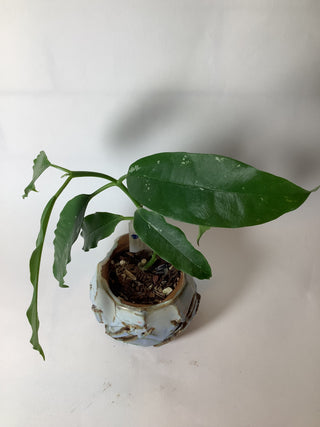 Hoya lockii- Medium