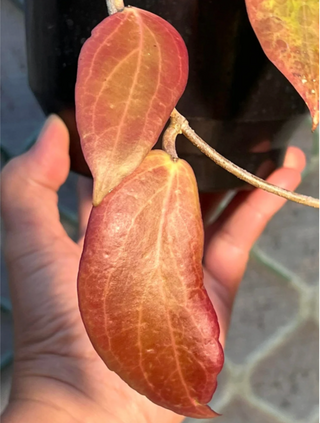 Hoya nicholsoniae (Philippines), Rooted Cuttings