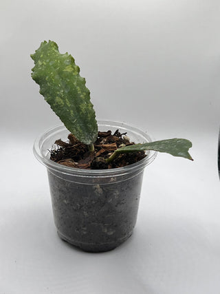 Hoya undulata - Rare