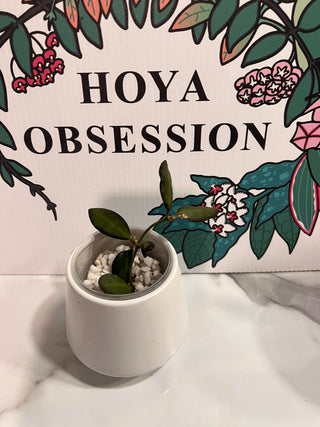 Hoya sp. aff burtoniae